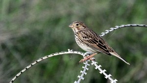 Nederlanders naar WK vogelspotten in Israël