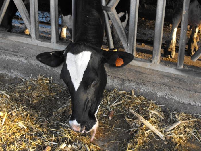 Koe in een kibboets, Israël (beeld: ילנה שקולניק ilana shkolnik, wikipedia commons, CCA2.5Gen)