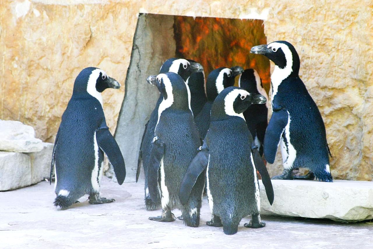 Pinguïns in een dierentuin (beeld: Pixnio)